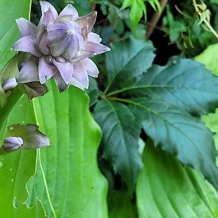 Вилла Willa Reglowka Stylowy Dom Pachnacy Ogrod