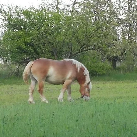 Reglowka Stylowy Dom Z Kominkiem * Wola Krakowianska