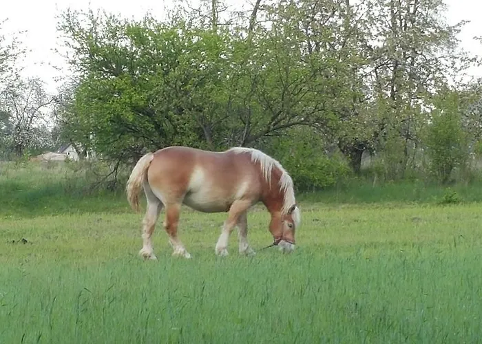 Willa Reglowka Stylowy Dom Pachnacy Ogrod * Wola Krakowianska