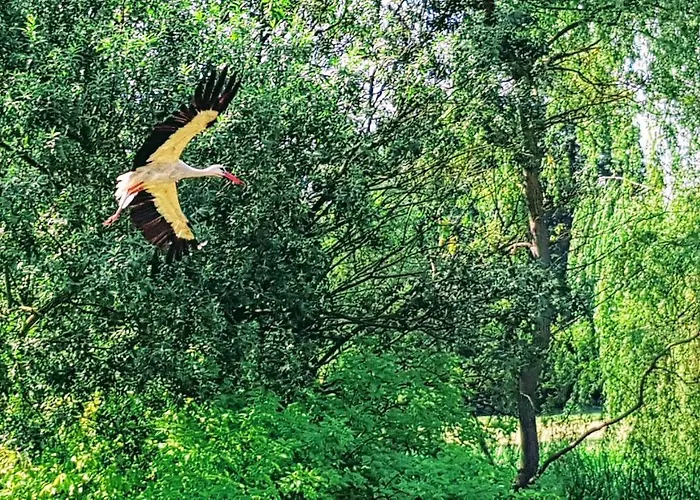 Willa Reglowka Stylowy Dom Pachnacy Ogrod